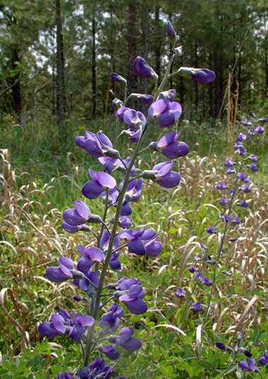 {Baptisia australis var. aberrans}